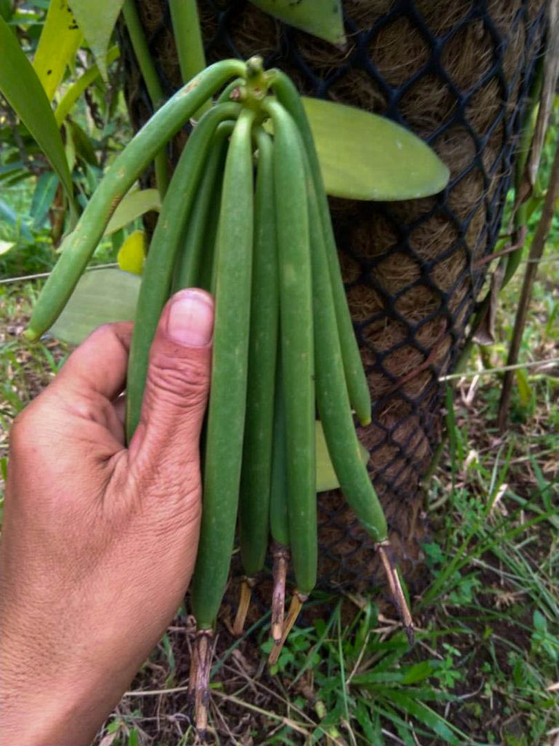 Java Vanila About – Djava Vanilla Harvest Co.